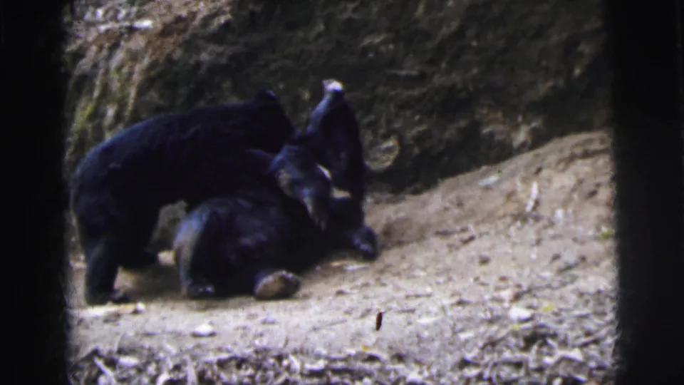 Two black bear cubs play-fighting on dirt ground, one upended with paws raised, filmed on 8mm circa 1962, possibly at a Calcutta zoo.