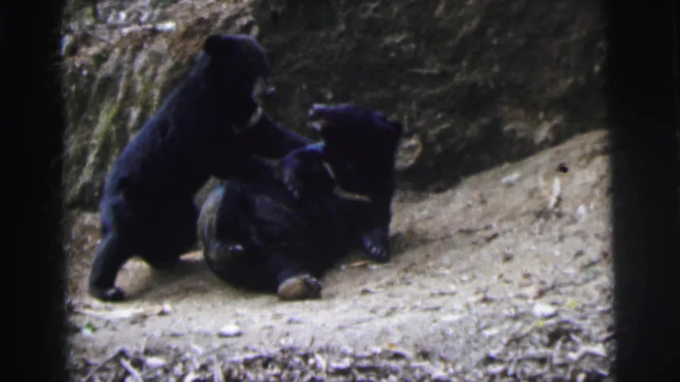 Two black bear cubs facing off, one rearing upright on hind legs, on dirt ground beside a rocky embankment, filmed on 8mm circa 1962.