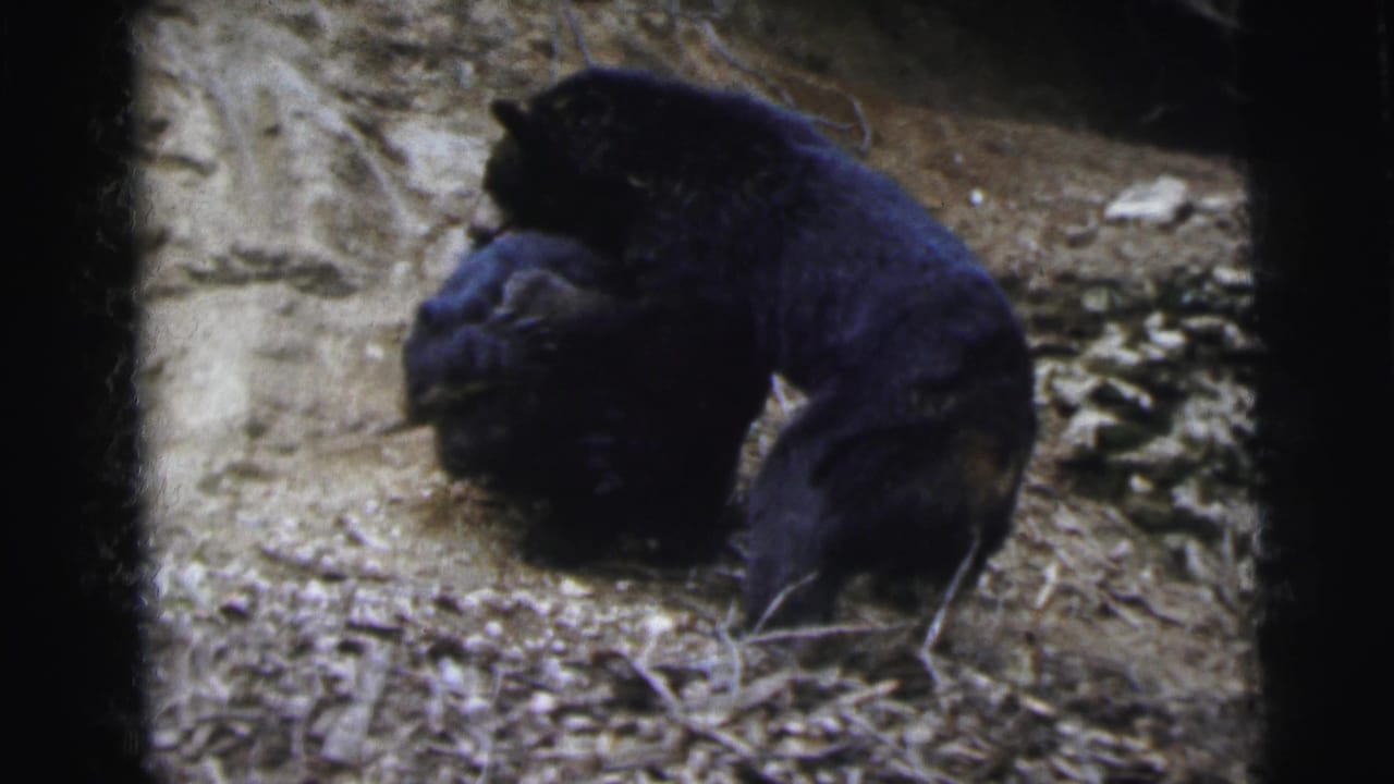 Two black bears wrestling upright against a rocky earthen wall on dry ground.