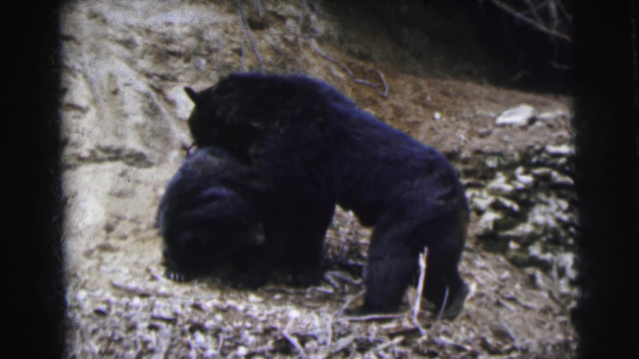 Two black bears close together near a rocky cliff face, one beginning to rear upward.
