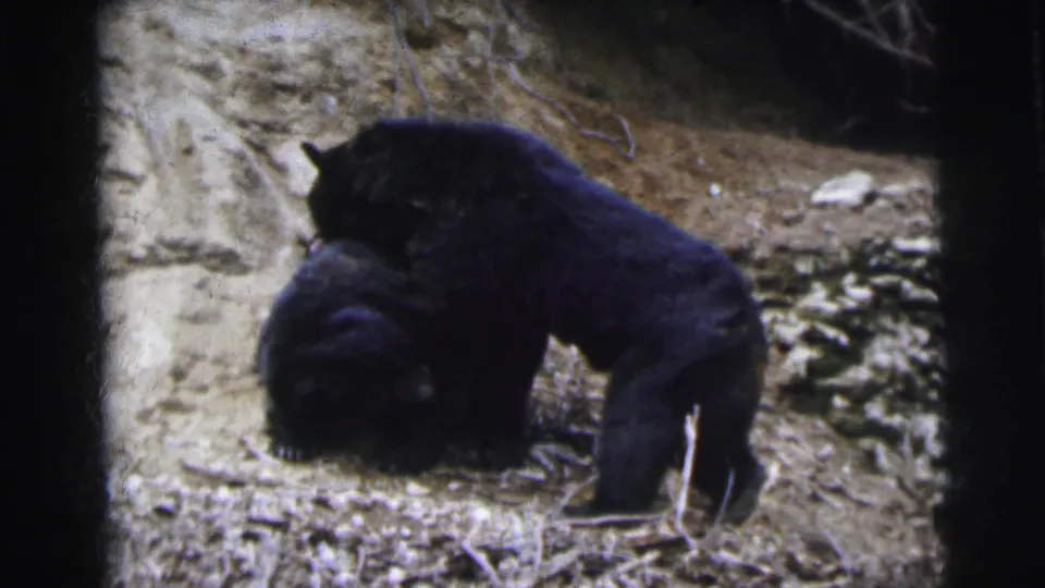 Two black bears in close contact near a rocky wall, likely a zoo enclosure, possibly Calcutta, circa 1962, 8mm home movie footage.