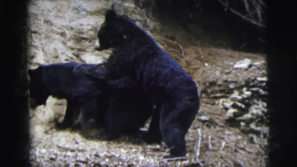 Two black bears in dynamic postures in what appears to be a rocky enclosure, possibly Calcutta, India, circa 1962, shot on 8mm film.