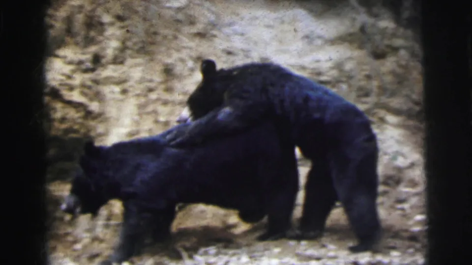 Two black bears with one mounting the other on dry earthen ground, possibly a zoo enclosure near Calcutta, circa 1962, 8mm footage.