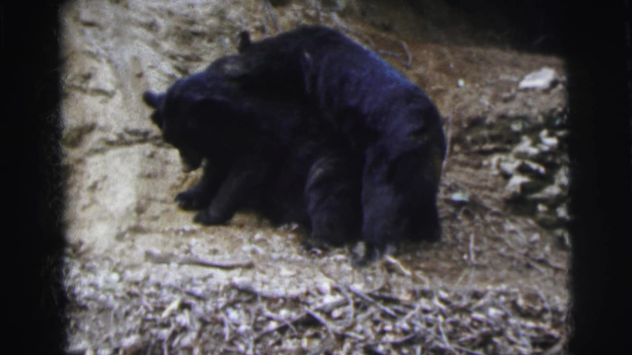 A large black bear crouching on a dry sandy earthen slope, shot on 8mm film.