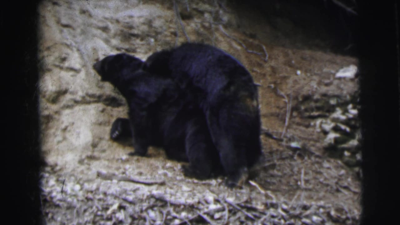 Two black bears on a sandy rocky slope, one rearing toward the other, on 8mm film.