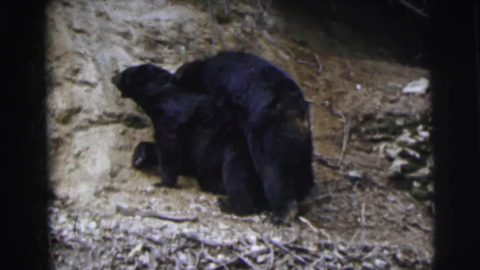 Two black bears on a dry earthen hillside with a sandy rock face in the background, 8mm film, India circa 1962.