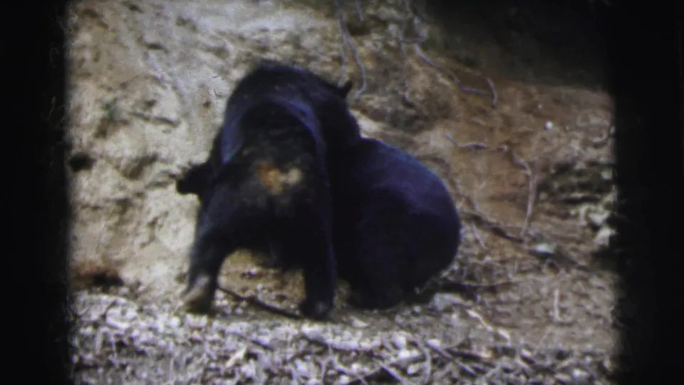 Two black bears in a play-wrestling posture on a sandy dirt hillside, 8mm home-movie footage, India circa 1962.