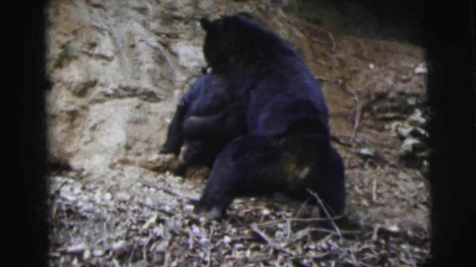 Two black bears in close contact on a dry earthen hillside with a sandy rock wall behind, 8mm film, India circa 1962.