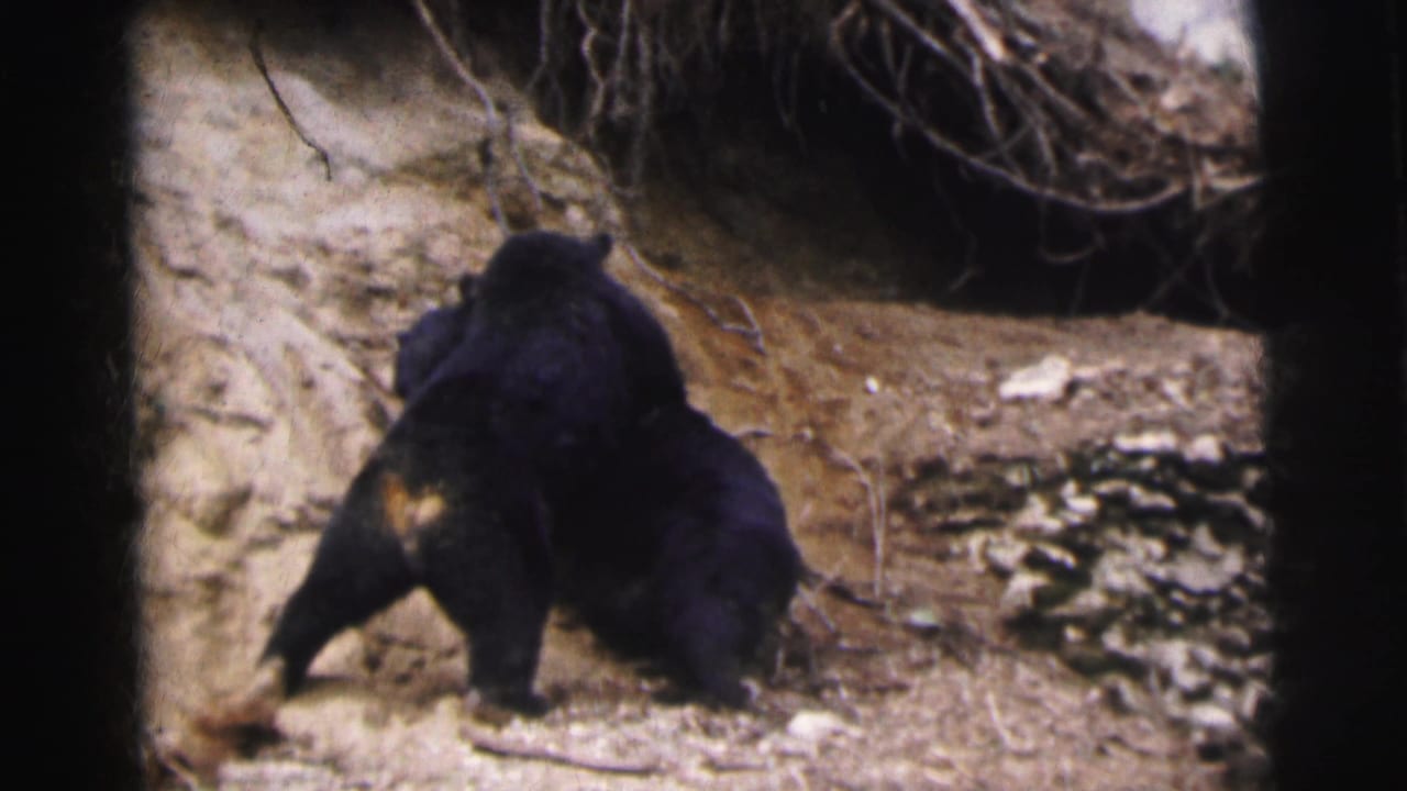 Black bear on rocky sandy terrain in what may be a zoo enclosure, Calcutta area, circa 1962, shot on 8mm film with visible grain.