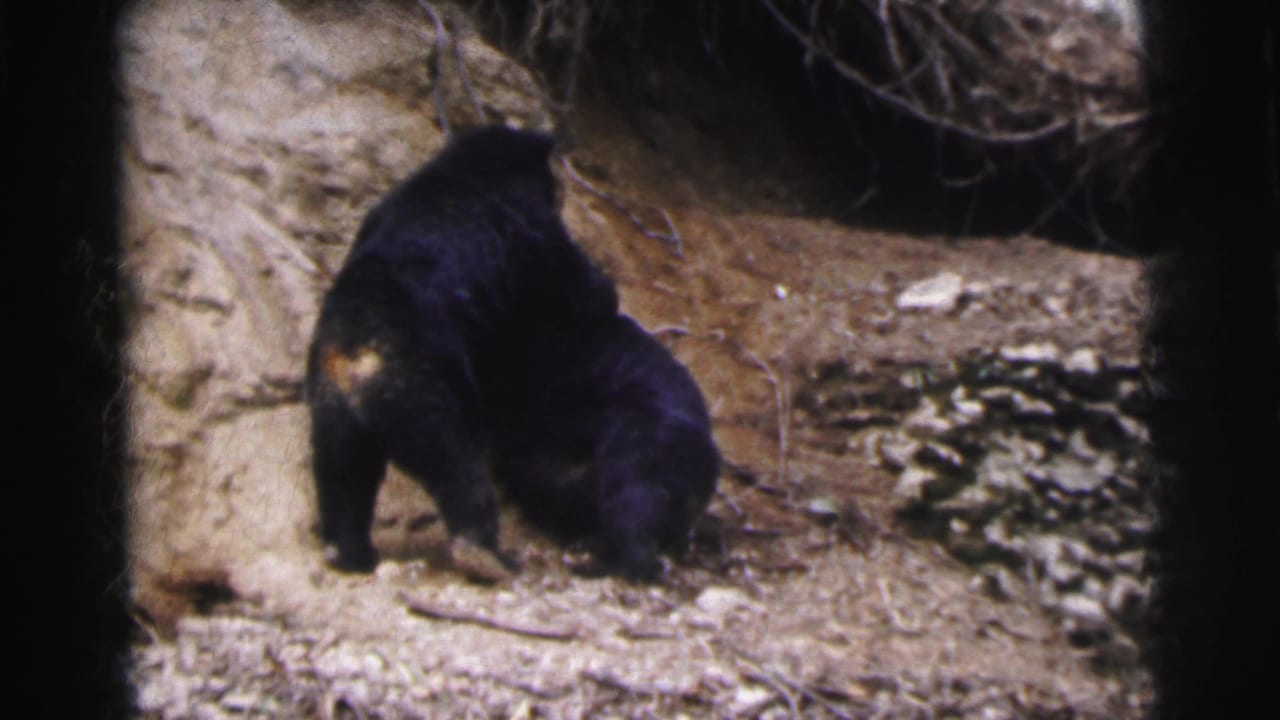 Black bear sitting upright on sandy ground with scattered rocks and dry debris, facing slightly away from camera.