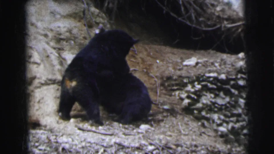 Black bear in motion on rocky sandy ground, circa 1962, in what may be an enclosed wildlife setting, captured on 8mm film.