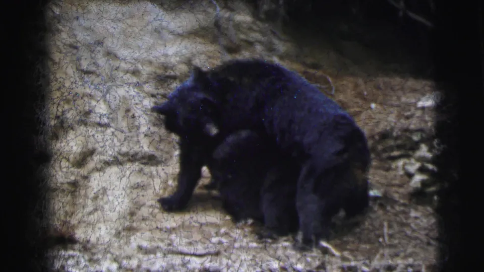 Large black bear in close-range shot on rocky ground, circa 1962, with film scratches and grain typical of aged 8mm stock.
