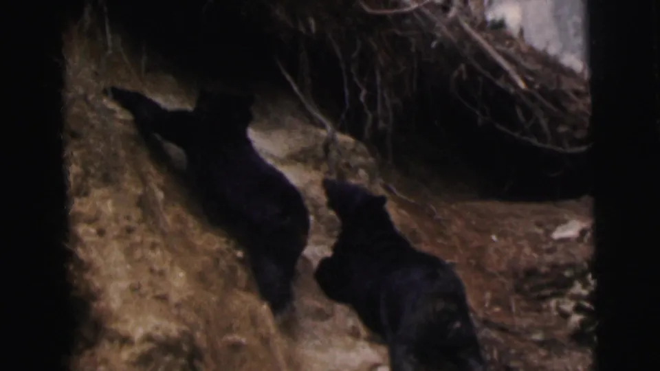 1962 Calcutta zoo footage appears to show two black bears moving along a dim dirt slope in an enclosure.