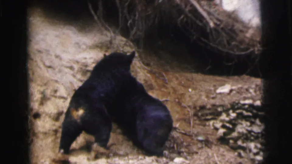 1962 Calcutta home-movie frame showing two bears on a sloped, dimly lit enclosure floor.