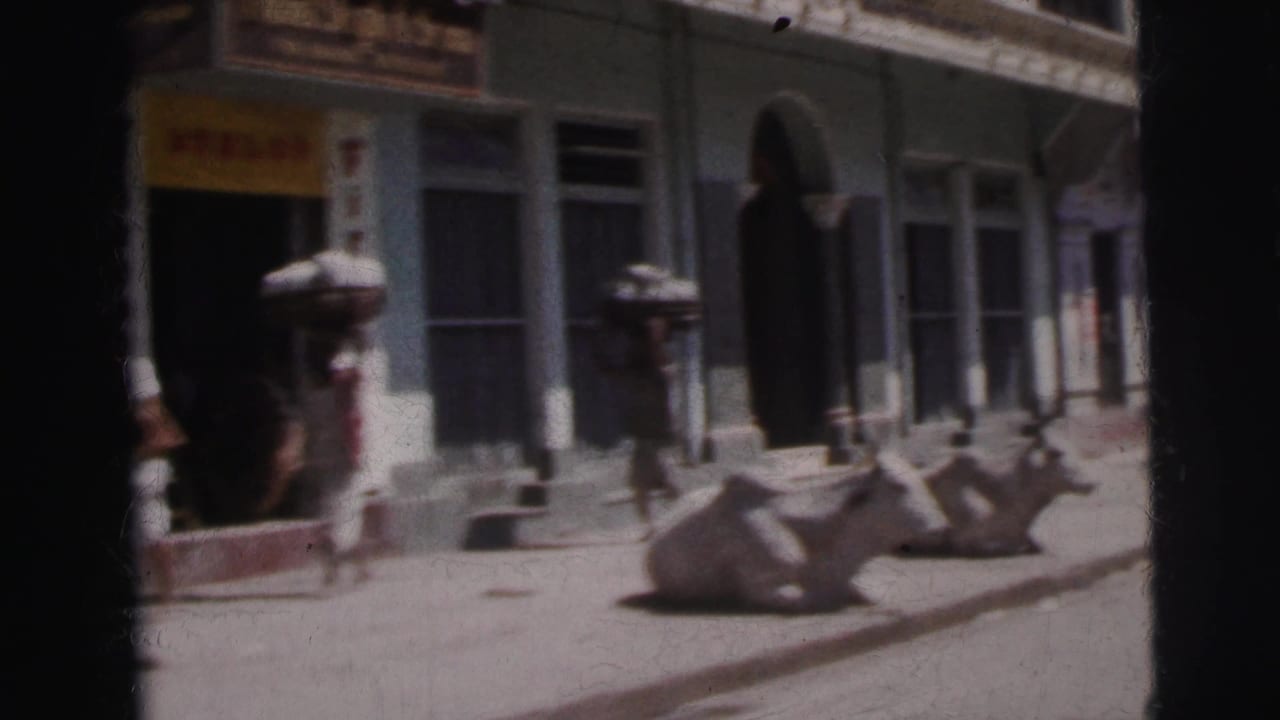 Calcutta, India, c. 1962 — cows resting on a sunlit pavement as a pedestrian walks past carrying a load on their head; arched colonial storefront with a coloured sign behind.