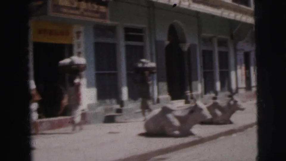 Calcutta, India, c. 1962 — cows resting on a sunlit pavement as a pedestrian walks past carrying a load on their head; arched colonial storefront with a coloured sign behind.