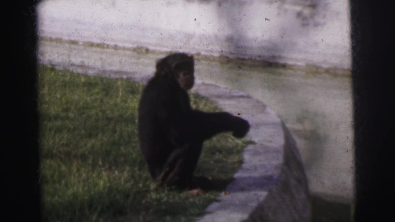 A young chimpanzee sits on a grassy patch beside a curved concrete ledge in Calcutta, India, 1962.