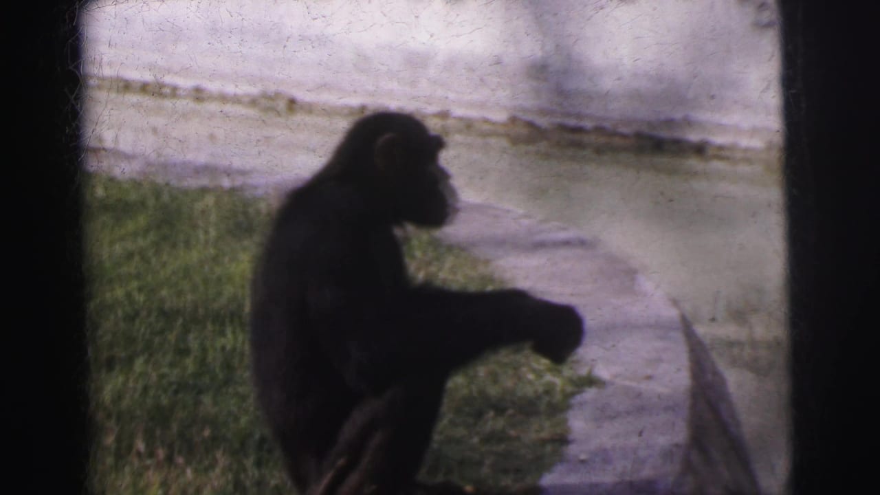 Profile view of the chimpanzee seated near grass and concrete in the 1962 Calcutta home-movie clip.