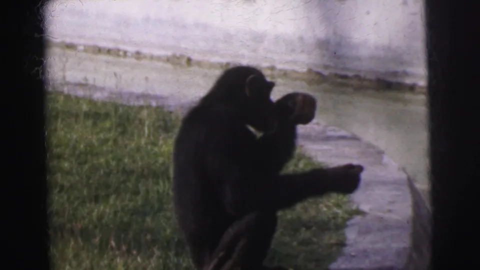 The chimpanzee holds food near its mouth while seated by the concrete ledge in Calcutta, India, 1962.