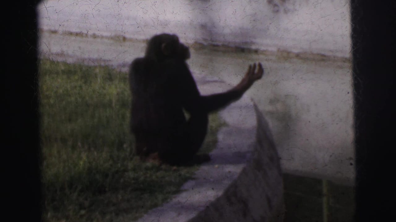 Chimpanzee sitting on a concrete moat ledge with arm raised, seen from behind, green grass and white wall in background.