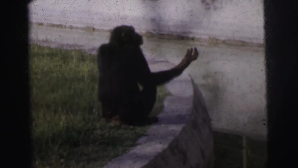 A chimpanzee seated on the concrete rim of a zoo moat raises its arm, captured in 8mm in footage titled Calcutta, India, circa 1962.