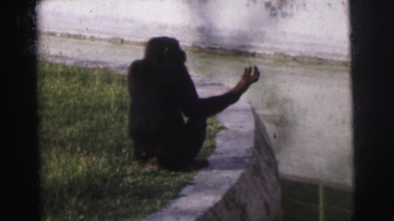 Chimpanzee on concrete ledge beside a zoo moat, right arm extended upward, broader grass area and white wall visible beyond the enclosure.