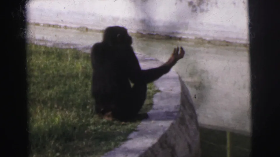 Chimpanzee on moat ledge with arm raised and a wider grass area visible, consistent with 8mm footage labeled Calcutta Zoo, 1962.