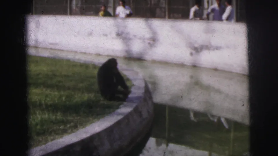 Pulled-back view of chimpanzee near moat with background visitors in light cotton clothing, 8mm home-movie footage, Calcutta Zoo circa 1962.