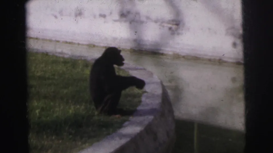 Chimpanzee seated at moat rim, possibly handling an object, no visitors visible in frame, 8mm footage from clip titled Calcutta Zoo, 1962.