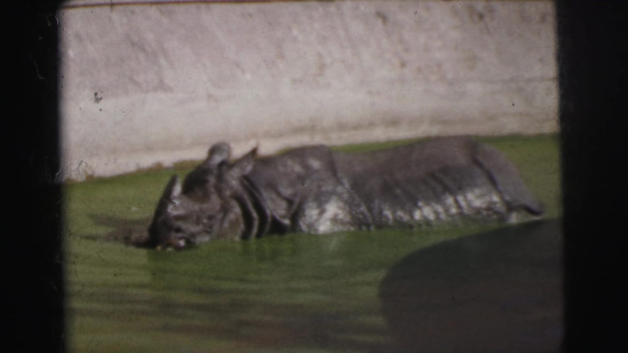 1962 Calcutta home-movie frame showing a rhinoceros partly submerged in green water near a pale enclosure wall.