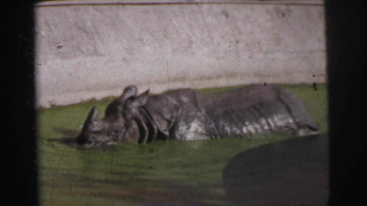 1962 Calcutta frame of a rhinoceros soaking with head, shoulder, and ridged back visible above green water.