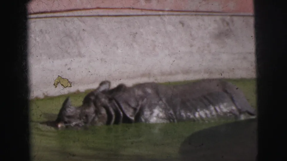 1962 Calcutta 8mm frame showing a closer, soft-focused view of the rhinoceros soaking in green water.