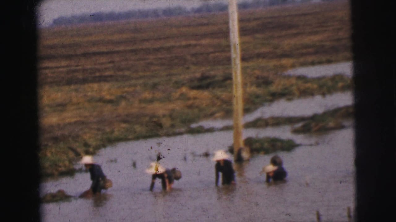 1962 Calcutta home-movie frame showing distant fieldworkers in conical hats tending a flooded rice paddy near a tall utility pole.