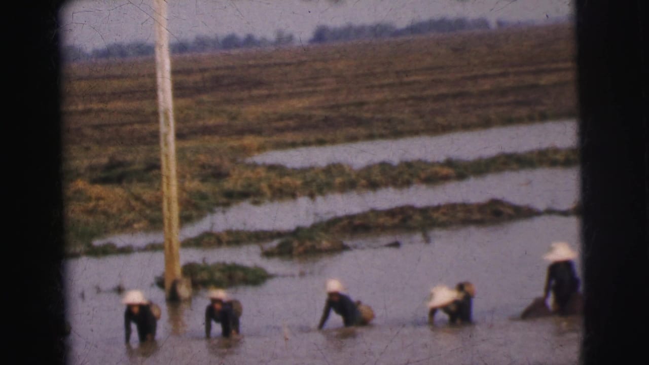 1962 Calcutta footage frame with several distant workers in conical hats laboring across a waterlogged rice field.