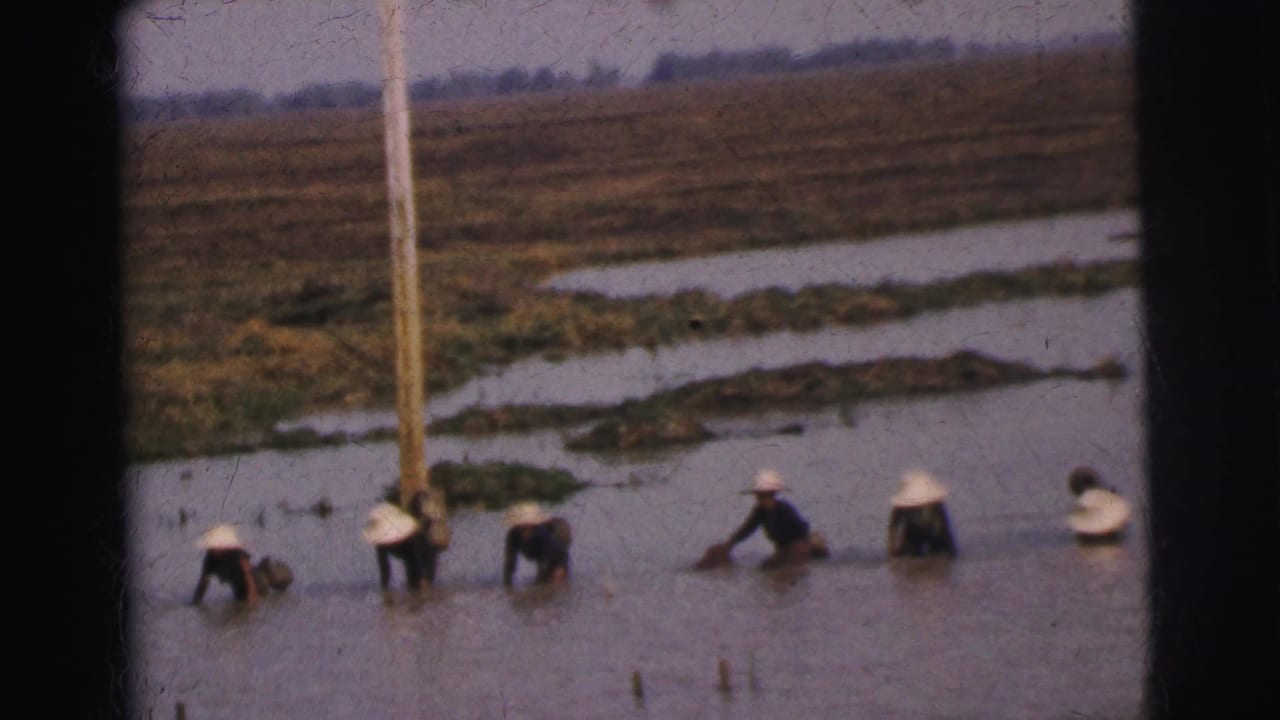 1962 Calcutta-area footage shows workers wading and bending in flooded agricultural fields beside a utility pole.