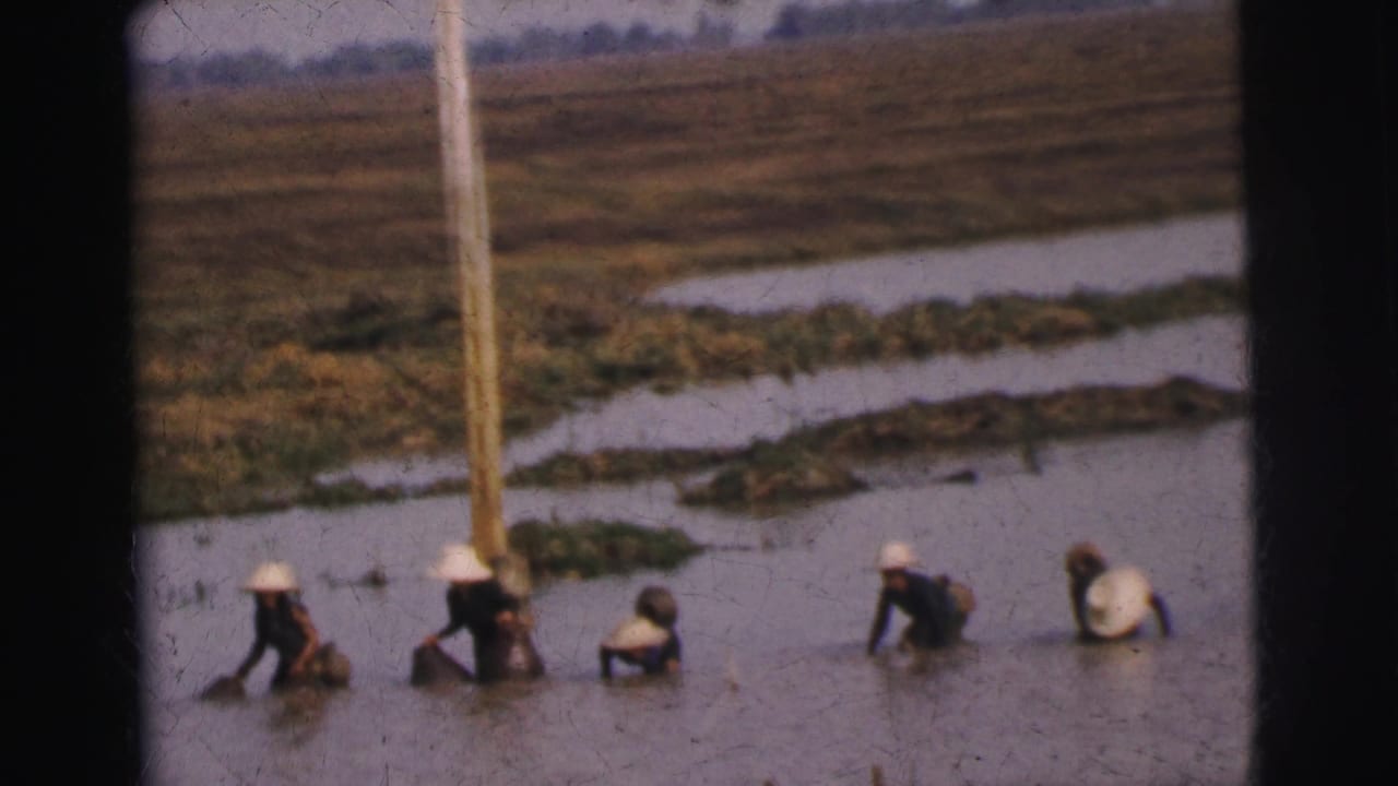 Workers in conical hats move through shallow flooded fields in the Calcutta, India area in 1962 8mm footage.