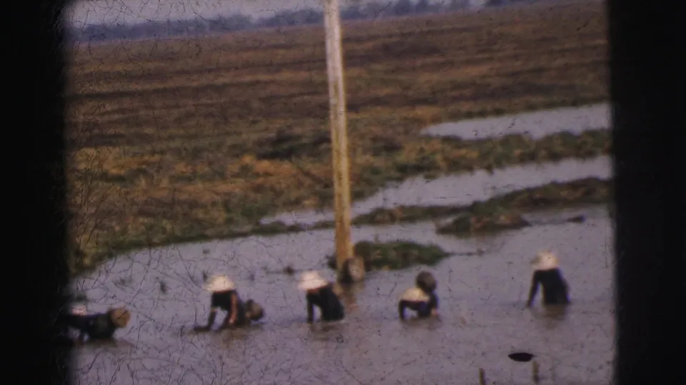 The 8mm frame shows Calcutta-area field workers bending in shallow water during manual agricultural work in 1962.
