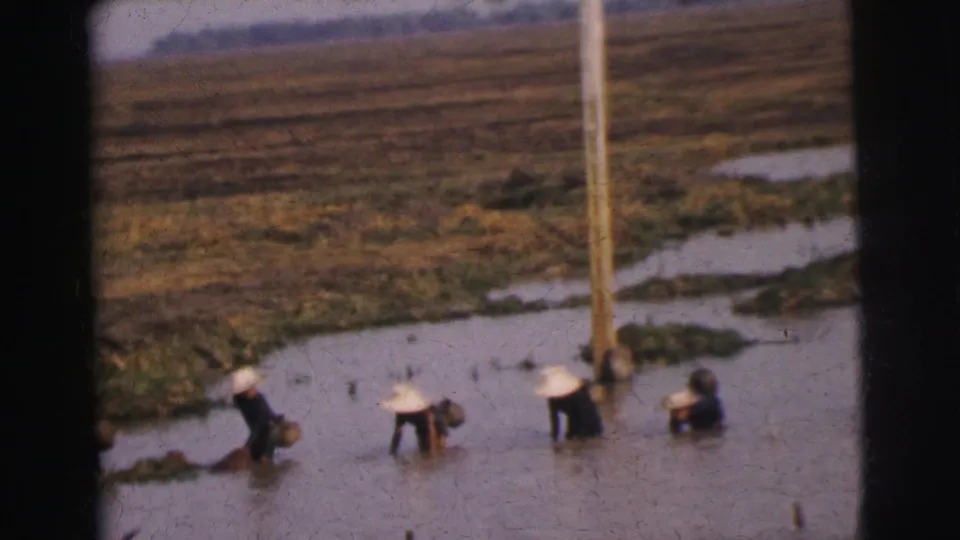A wider 1962 Calcutta-area view shows workers spaced across flooded agricultural land with water channels beyond.