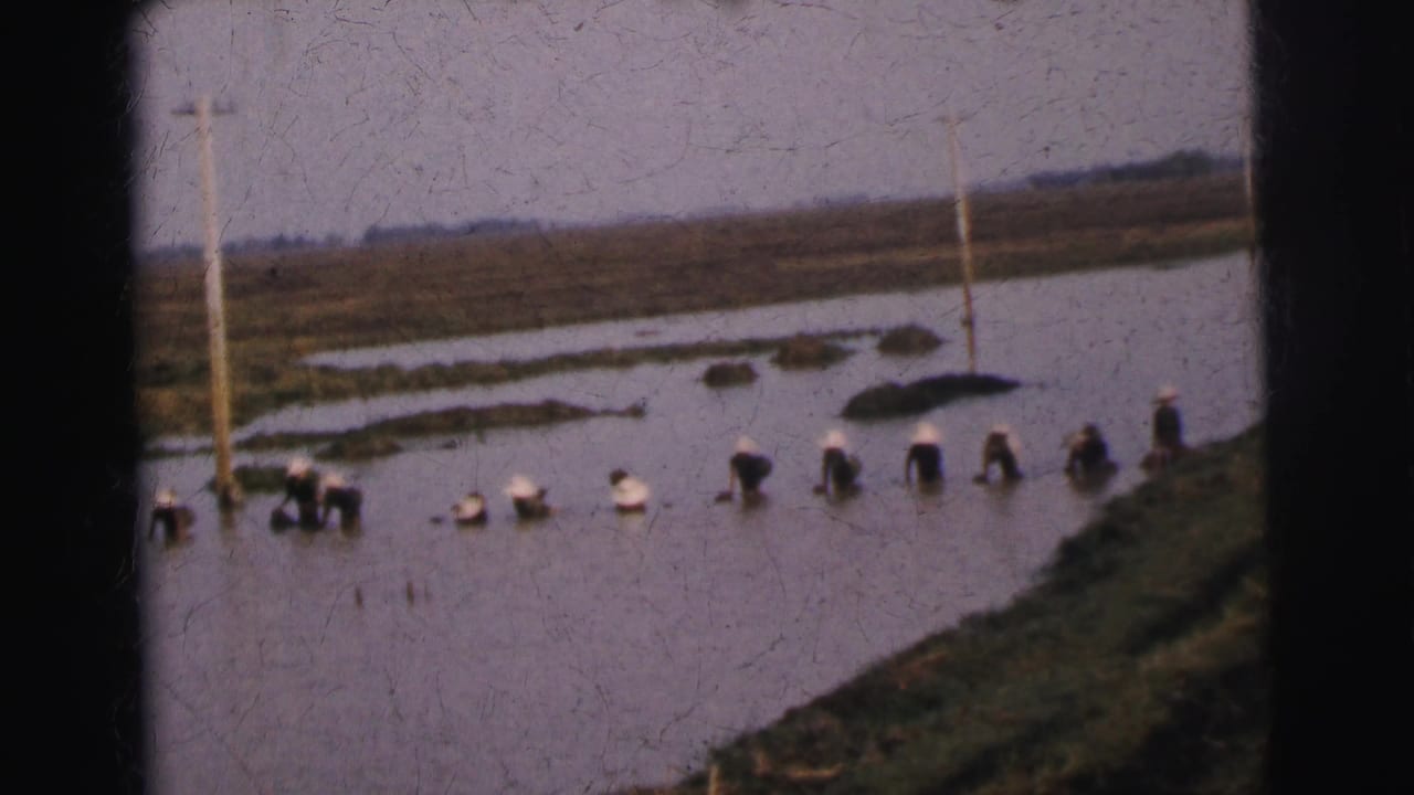 Workers stand in a line in a flooded field beside grassy banks and utility poles.