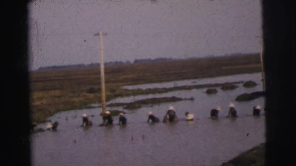 1962 Calcutta archival frame showing multiple workers bending in a flooded field, with a utility pole, grassy banks, and distant farmland visible.