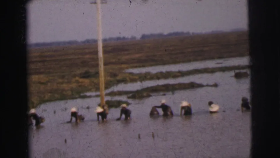 Final 1962 Calcutta frame with workers spaced across a flooded field, some bent at the waist, under a muted sky with rural poles behind them.