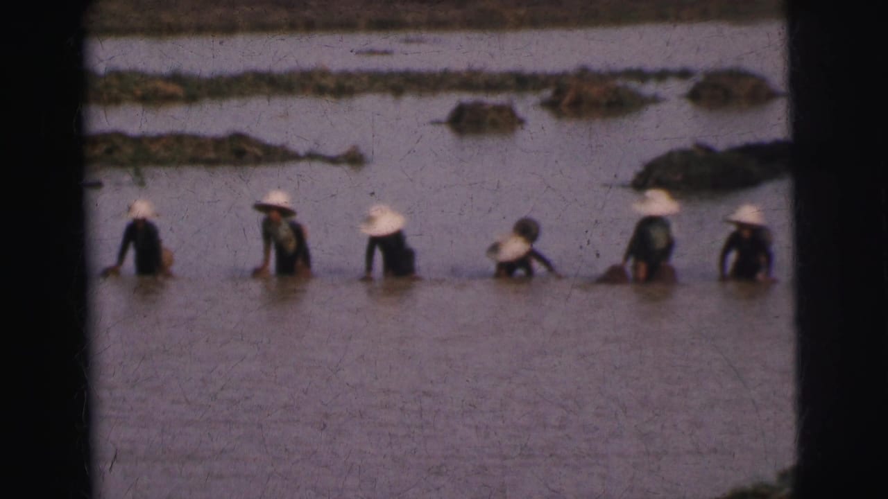 People in conical hats wade through a shallow flooded field.