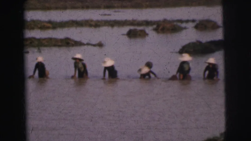 1962 Calcutta home-movie frame showing several people in conical hats working in shallow water across a muddy field.
