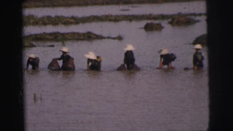 Several people, some bending at the waist, work in shallow water in a rural field shown in 1962 Calcutta footage.