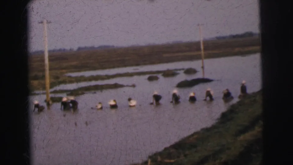 Wide 1962 Calcutta frame with people spaced across a flooded field, field banks, and utility poles in the distance.