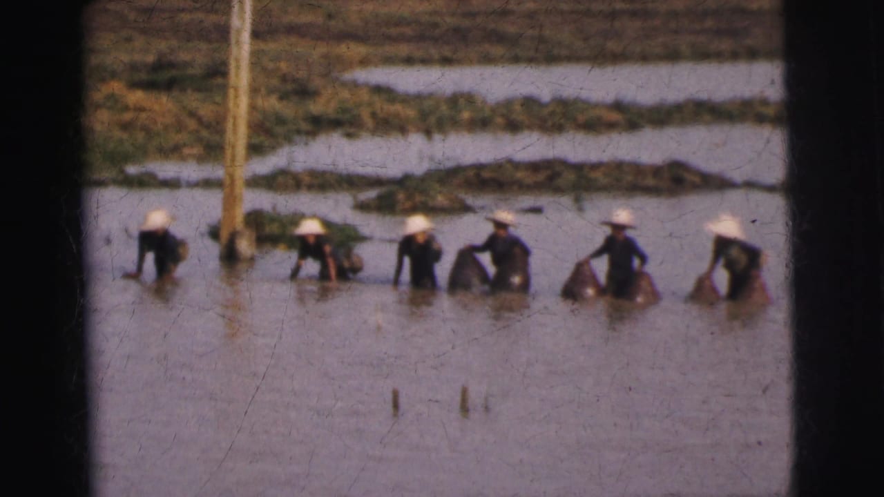 1962 Calcutta home-movie frame showing workers in conical hats standing and bending in shallow flooded fields.