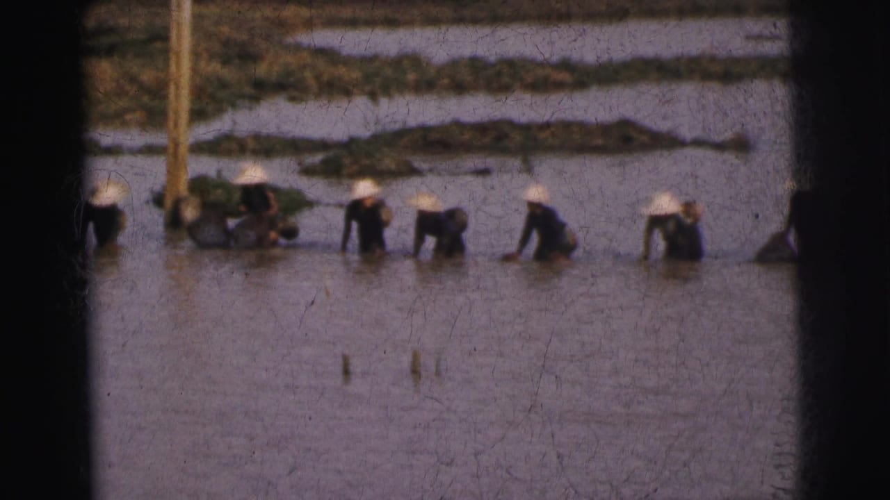 1962 Calcutta frame with several distant workers bending and standing in a flooded paddy or waterlogged field.