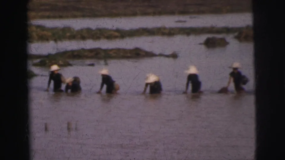 Distant 1962 Calcutta home-movie view of workers in conical hats spread across a flooded field.