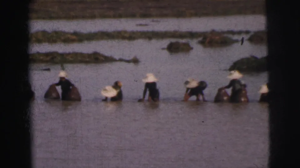 1962 Calcutta frame showing workers in shallow water, with conical hats and possible nets or baskets visible.