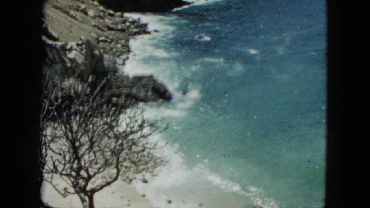 Bare leafless tree in foreground silhouetted against blue sea and rocky shoreline.